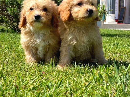 Özel Malti̇poo Yavrulari̇ görsel