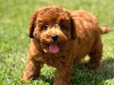 Türkiyenin En Özel Köpek RUHSATLİ Çifliğinden Özel Yavrular