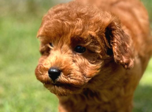 Türkiyenin En Özel Köpek Ruhsatli̇ Çifliğinden Özel Yavrular görsel