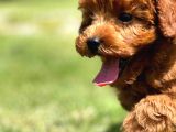 Türkiyenin En Özel Köpek Ruhsatli̇ Çifliğinden Özel Yavrular