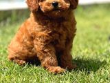 Türkiyenin En Özel Köpek Ruhsatli̇ Çifliğinden Özel Yavrular