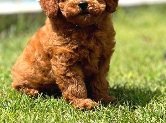 Türkiyenin En Özel Köpek Ruhsatli̇ Çifliğinden Özel Yavrular görsel