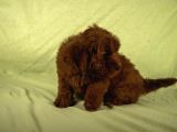Mini Boy Red Brown Maltipoo Kızımız