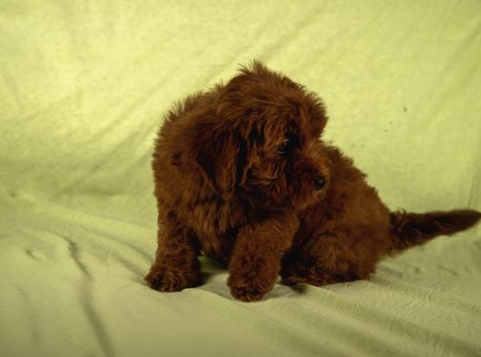 Mini Boy Red Brown Maltipoo Kızımız görsel