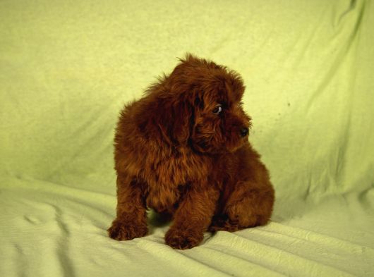 Mini Boy Red Brown Maltipoo Kızımız görsel