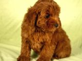 Mini Boy Red Brown Maltipoo Kızımız