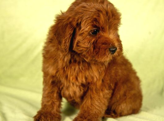 Mini Boy Red Brown Maltipoo Kızımız görsel