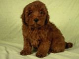 Mini Boy Red Brown Maltipoo Kızımız