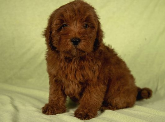 Mini Boy Red Brown Maltipoo Kızımız görsel