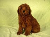 Mini Boy Red Brown Maltipoo Kızımız