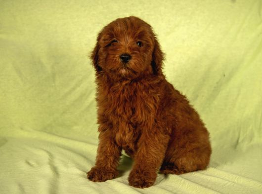 Mini Boy Red Brown Maltipoo Kızımız görsel