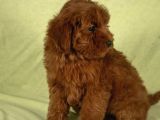 Mini Boy Red Brown Maltipoo Kızımız