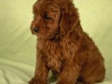Mini Boy Red Brown Maltipoo Kızımız