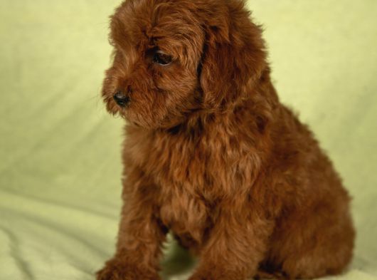 Mini Boy Red Brown Maltipoo Kızımız görsel