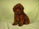 Mini Boy Red Brown Maltipoo Kızımız