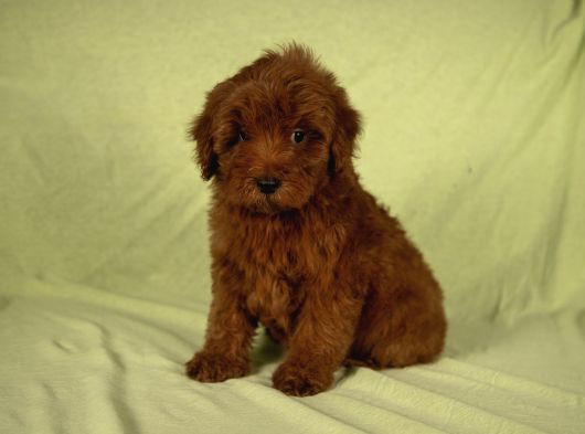 Mini Boy Red Brown Maltipoo Kızımız görsel