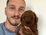 İnstagram toypoodlepuppy09