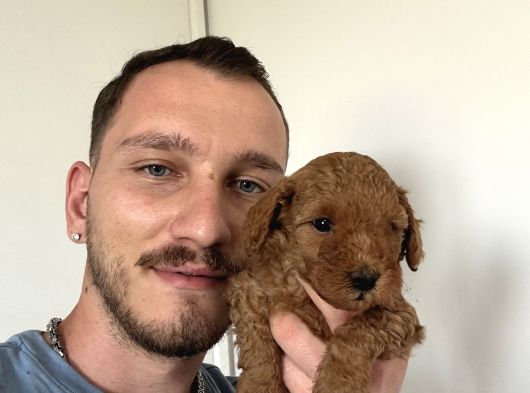 İnstagram Toypoodlepuppy09 görsel