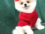 Orijinal pomeranian