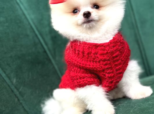 Orijinal Pomeranian