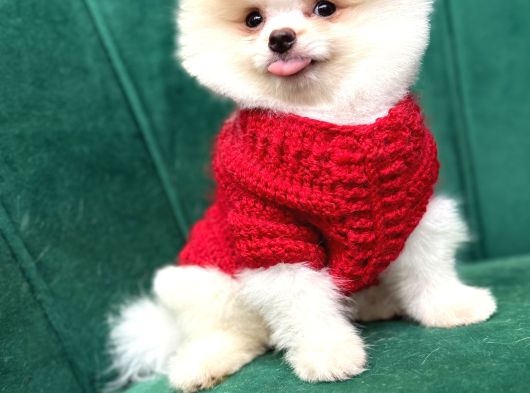 Orijinal Pomeranian görsel