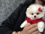 Orijinal Pomeranian
