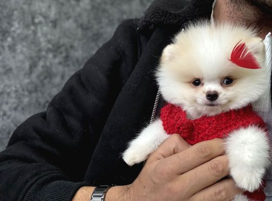 Orijinal Pomeranian görsel