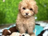 YENİ EVİNE GİTMEYİ BEKLEYEN MALTİPOO BEBEKLER