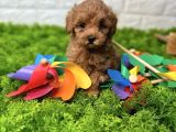 RED MALTİPOO BEBEKLER