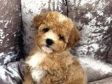 Çi̇ft Renk Malti̇poo Bebekler