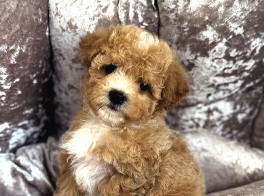 Çi̇ft Renk Malti̇poo Bebekler görsel