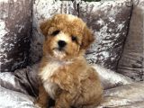 ÇİFT RENK MALTİPOO BEBEKLER