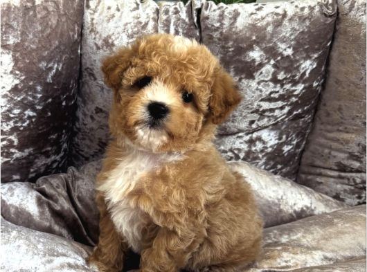 Çi̇ft Renk Malti̇poo Bebekler