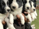 Border Collie Yavrularımız