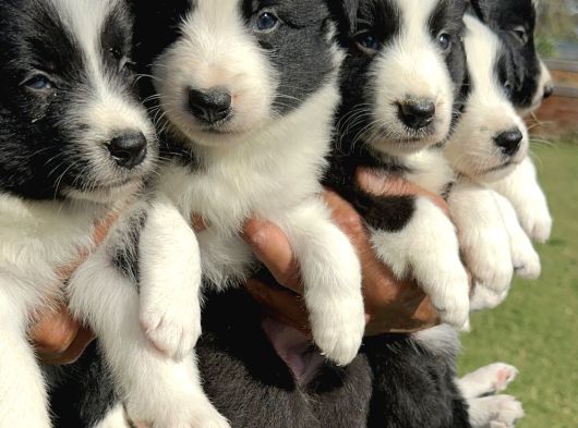 Border Collie Yavrularımız görsel