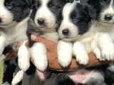 Border Collie Yavrularımız