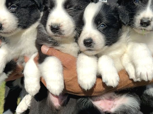 Border Collie Yavrularımız görsel