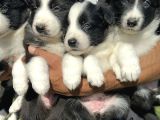 Border Collie Yavrularımız