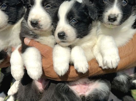 Border Collie Yavrularımız görsel