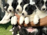 Border Collie Yavrularımız
