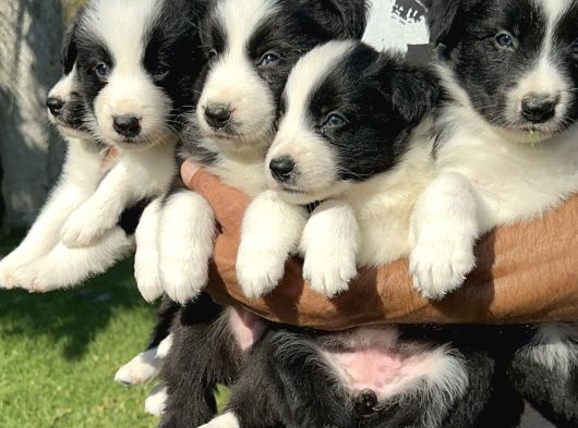Border Collie Yavrularımız görsel