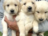 Golden Retriever Yavrularımız