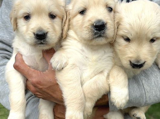 Golden Retriever Yavrularımız görsel
