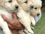 Golden Retriever Yavrularımız