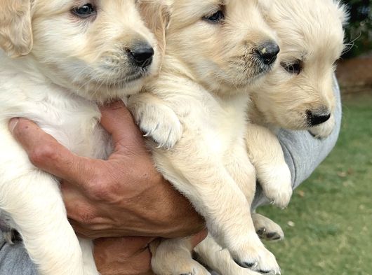 Golden Retriever Yavrularımız görsel