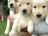 Golden Retriever Yavrularımız