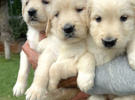 Golden Retriever Yavrularımız görsel