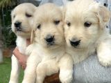 Golden Retriever Yavrularımız