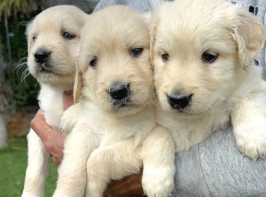 Golden Retriever Yavrularımız görsel
