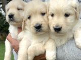 Golden retriever yavrularımız